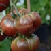 tomato-black-from-tula-004.jpg