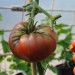 tomato-black-krim-002.jpg