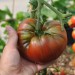 tomato-black-krim-003.jpg