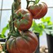 tomato-black-krim-006.jpg