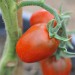 tomato-black-plum-001.jpg
