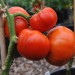 tomato-carmello-001.jpg