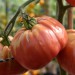 tomato-caspian-pink-005.jpg