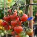 tomato-christmas-grapes-003.jpg