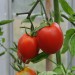 tomato-debarrao-paste-002.jpg