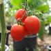 tomato-debarrao-paste-003.jpg