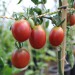 tomato-egyptian-001.jpg