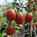 tomato-egyptian-002.jpg