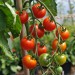 tomato-gardeners-delight-001.jpg