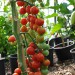 tomato-gardeners-delight-003.jpg