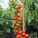 tomato-gardeners-delight-006.jpg