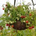 tomato-gartenperle-002.jpg
