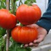 tomato-giant-delicious-005.jpg