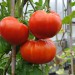 tomato-giant-delicious-007.jpg