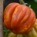 tomato-gogoshari-striped-001.jpg