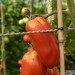 tomato-harrys-italian-plum-004.jpg