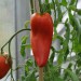 tomato-harrys-plum-002.jpg