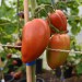 tomato-long-tom-004.jpg