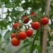 tomato-matts-wild-cherry-002.jpg