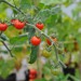 tomato-matts-wild-cherry-004.jpg