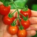 tomato-mexico-midget-002.jpg