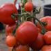 tomato-moneymaker-004.jpg