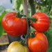 tomato-nepal-001.jpg