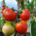 tomato-nepal-002.jpg