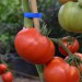tomato-nepal-003.jpg
