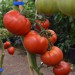tomato-nepal-004.jpg