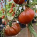 tomato-paul-robeson-005.jpg