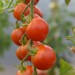 tomato-primavera-001.jpg