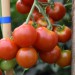 tomato-primavera-002.jpg