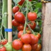 tomato-primavera-003.jpg