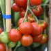 tomato-primavera-004.jpg