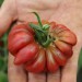 tomato-purple-calabash-002.jpg