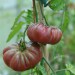 tomato-purple-calabash-004.jpg