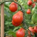 tomato-red-fig-004.jpg