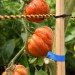 tomato-striped-stuffer-003.jpg