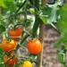tomato-sungold-001.jpg
