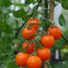 tomato-sungold-003.jpg