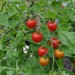 tomato-super-sweet-100-001.jpg
