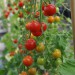 tomato-super-sweet-100-006.jpg