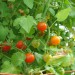 tomato-sweet-pea-currant-003.jpg