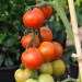 tomato-tigerella-004.jpg