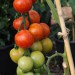 tomato-tigerella-005.jpg