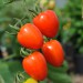 tomato-tomatoberry-001.jpg