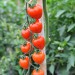 tomato-tomatoberry-002.jpg