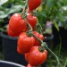 tomato-tomatoberry-004.jpg