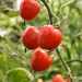tomato-tomatoberry-005.jpg